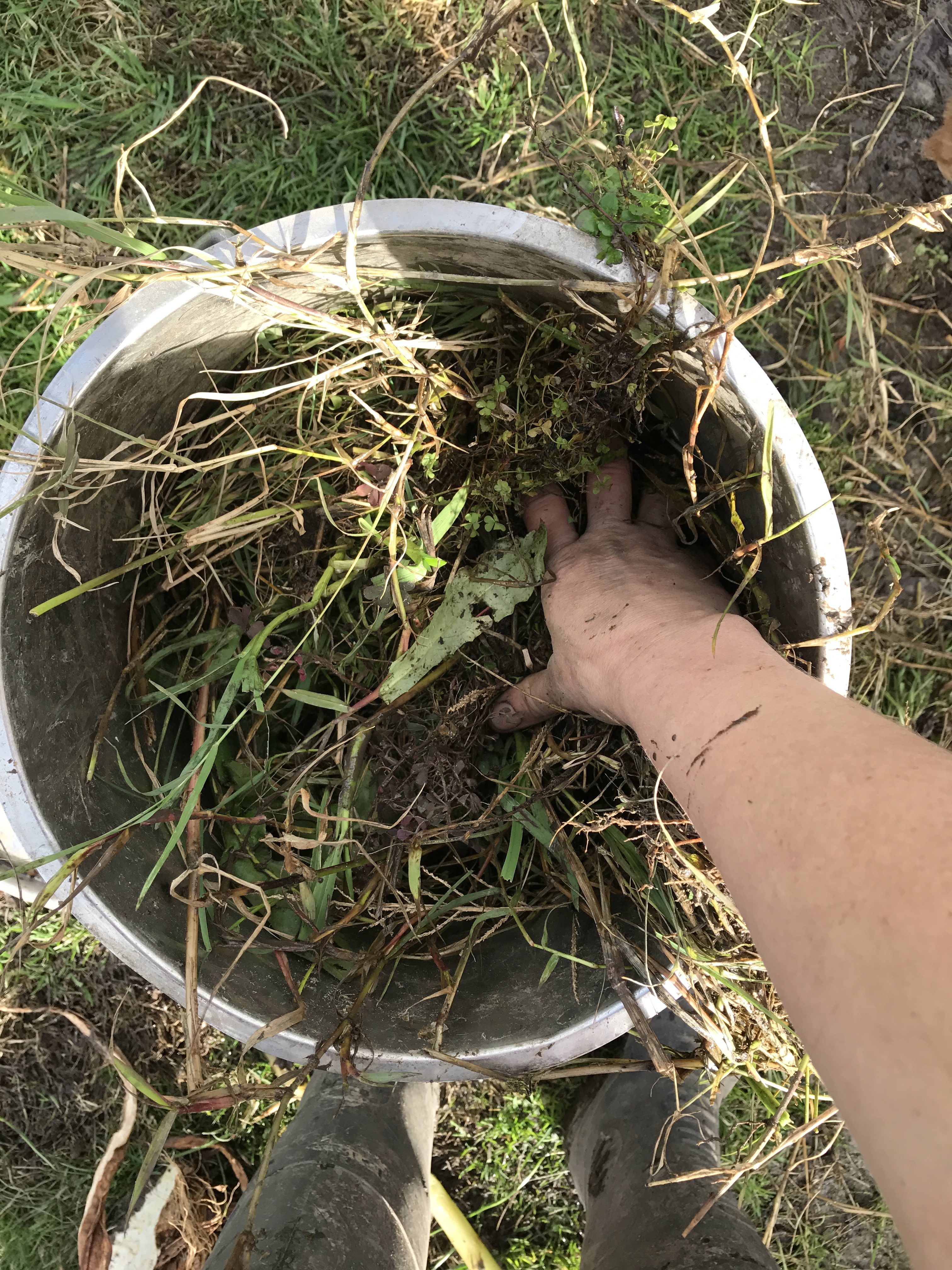 Making weed tea - stuffing a bucket full of weeds
