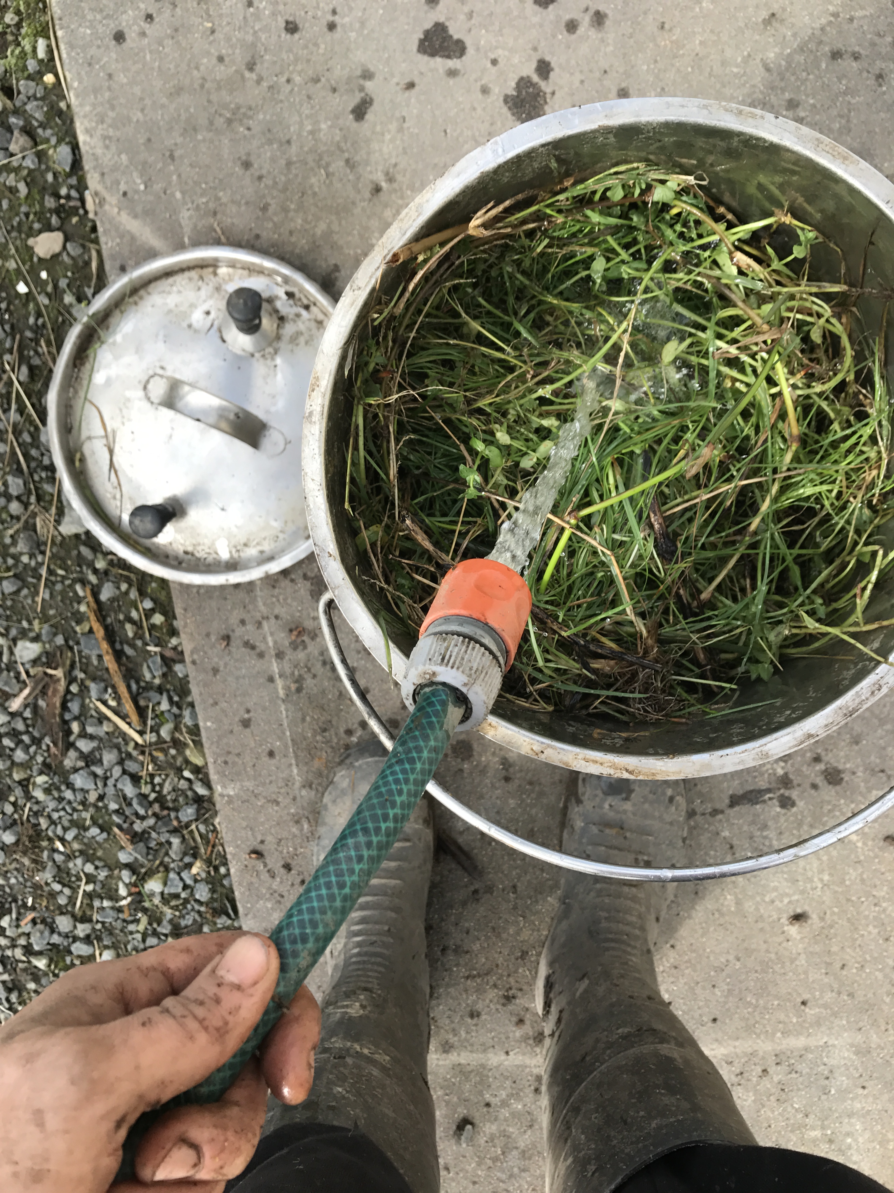 Making weed tea - filling bucket of weeds with water